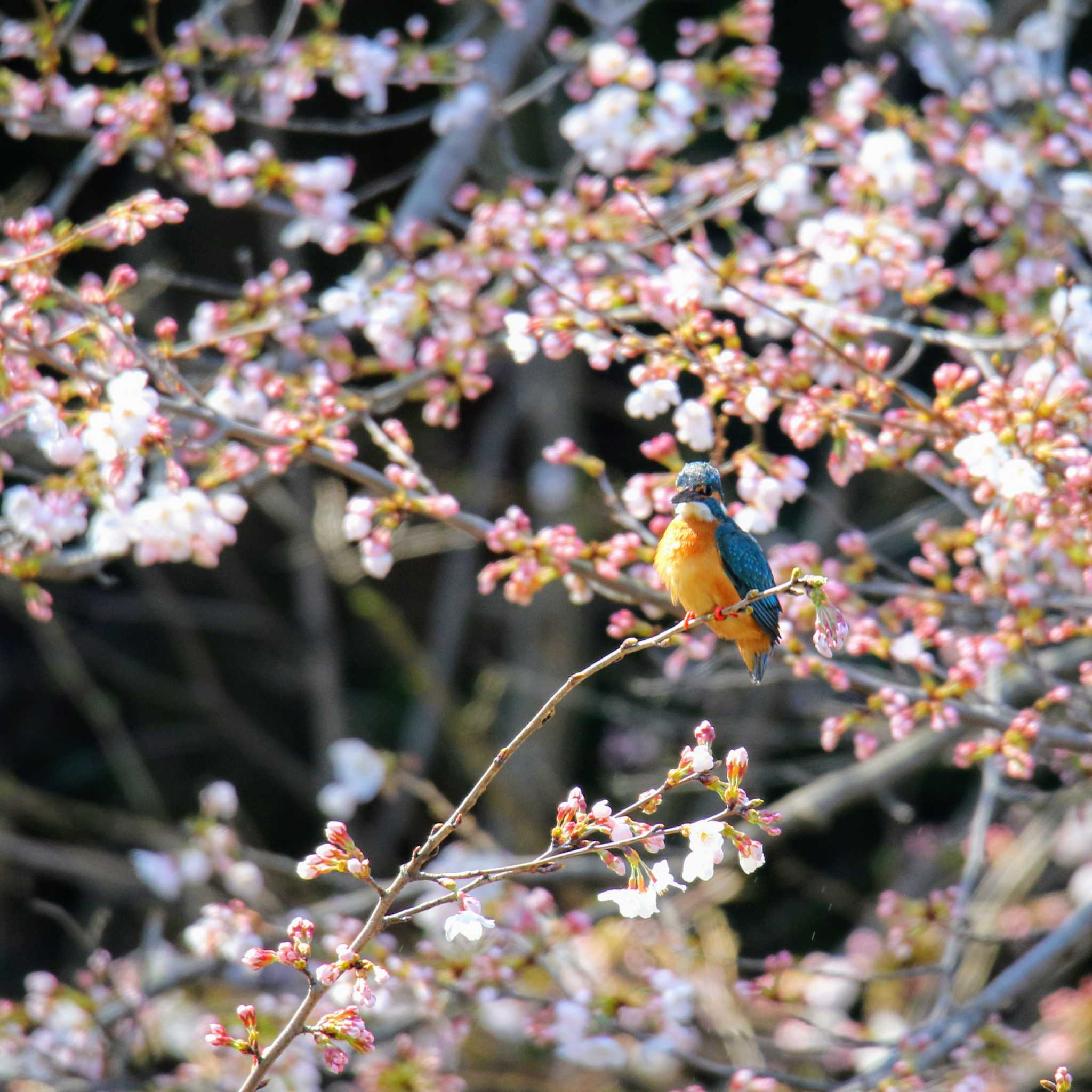 東京都 カワセミの写真 by はやぶさくん