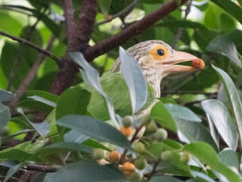 Sat, 1/7/2023 Birding report at Singapore Botanic Gardens