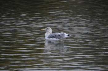 Lesser Black-backed Gull 広島城 Sat, 1/7/2023