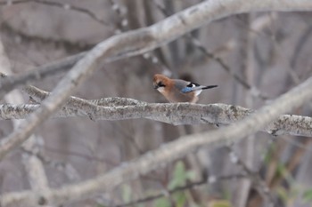 Eurasian Jay(brandtii) Makomanai Park Fri, 1/6/2023