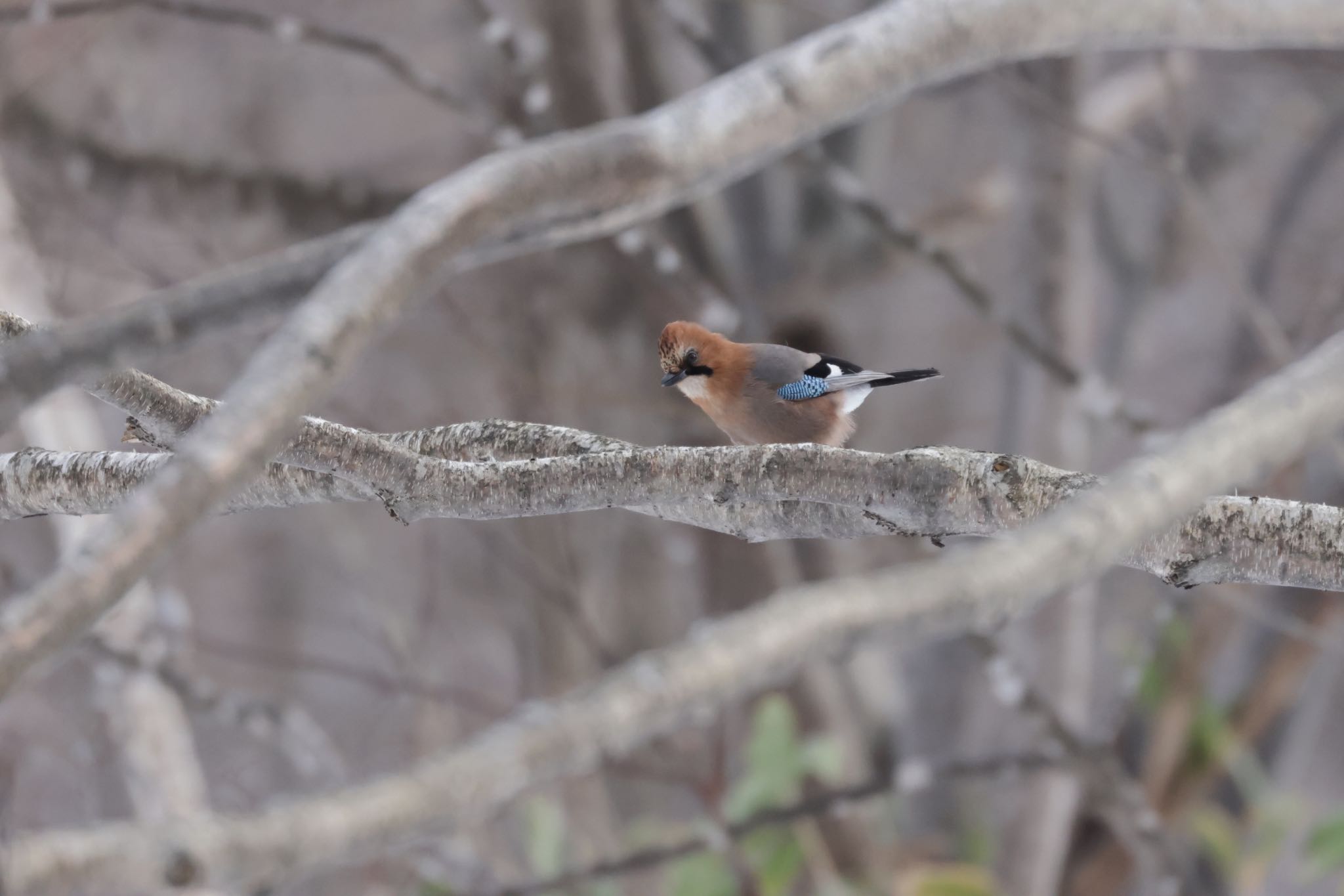 Photo of Eurasian Jay(brandtii) at Makomanai Park by will 73