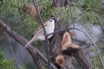 Eurasian Tree Sparrow Makomanai Park Fri, 1/6/2023