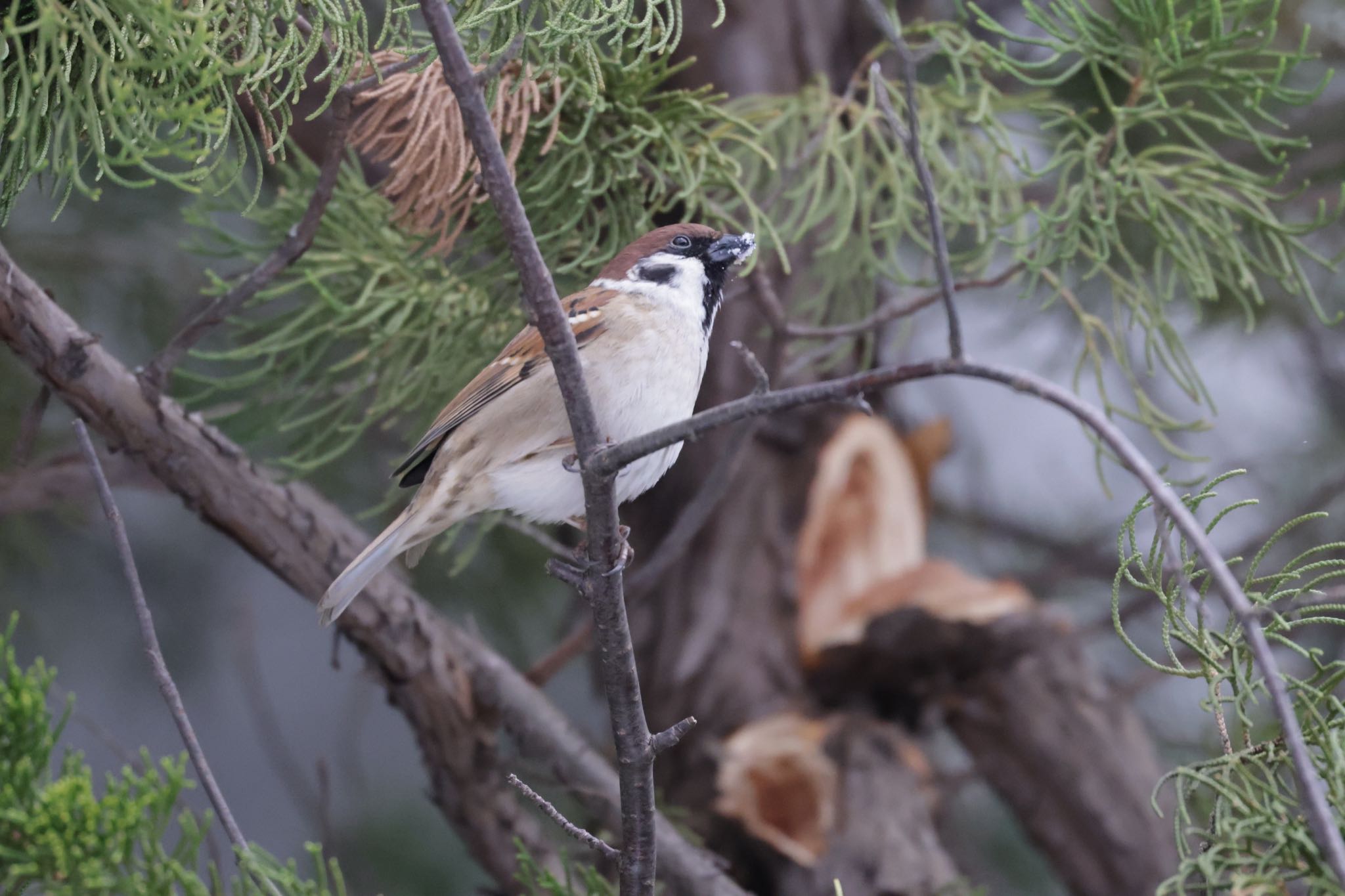 Photo of Eurasian Tree Sparrow at Makomanai Park by will 73