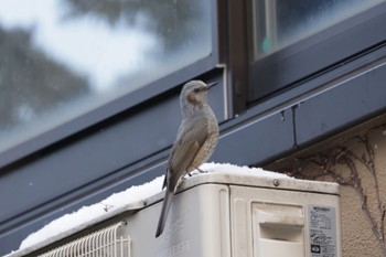 Brown-eared Bulbul 北海道大学 Sat, 1/7/2023