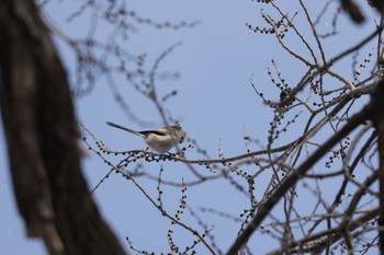 Long-tailed tit(japonicus) 北海道大学 Sat, 1/7/2023