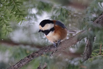 Varied Tit 北海道大学 Sat, 1/7/2023