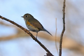 ルリビタキ 北本自然観察公園 2023年1月7日(土)