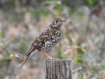 2023年1月7日(土) 祖父江ワイルドネイチャー緑地の野鳥観察記録