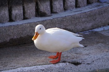 Eastern Spot-billed Duck あがたの森公園(松本市) Sat, 1/7/2023