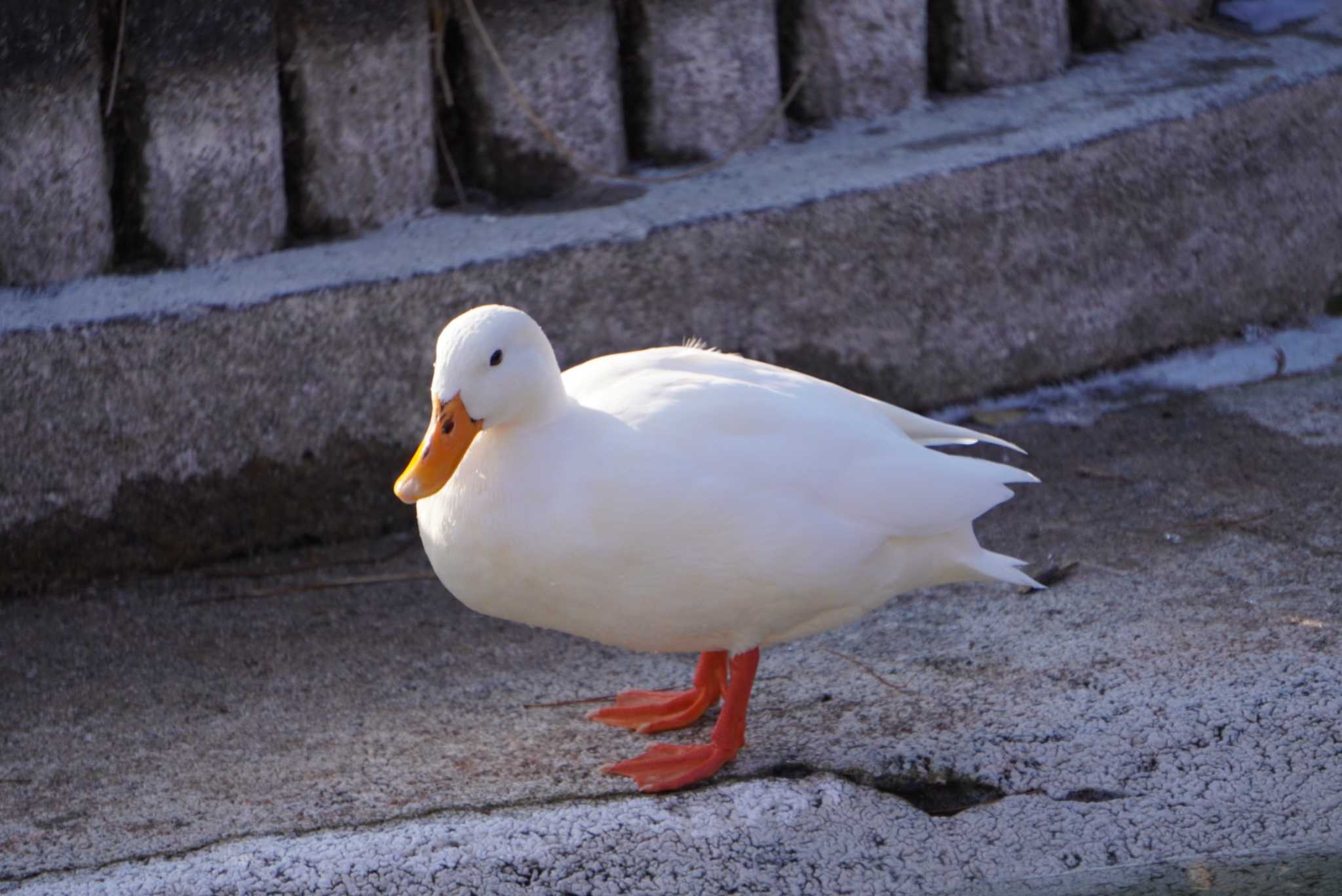 あがたの森公園(松本市) カルガモの写真 by いけ