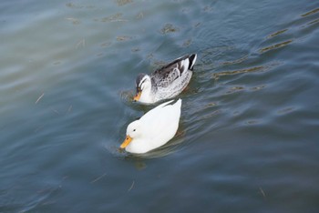 カルガモ あがたの森公園(松本市) 2023年1月7日(土)