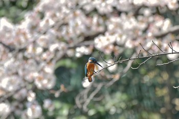 カワセミ 場所が不明 2018年3月25日(日)