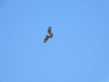 2023年1月2日(月) 岩ヶ池公園(愛知県)の野鳥観察記録