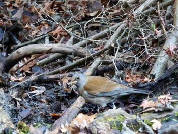 Pale Thrush Maioka Park Sat, 1/7/2023