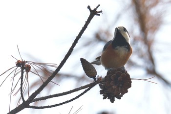 Sun, 3/25/2018 Birding report at Mie-ken Ueno Forest Park