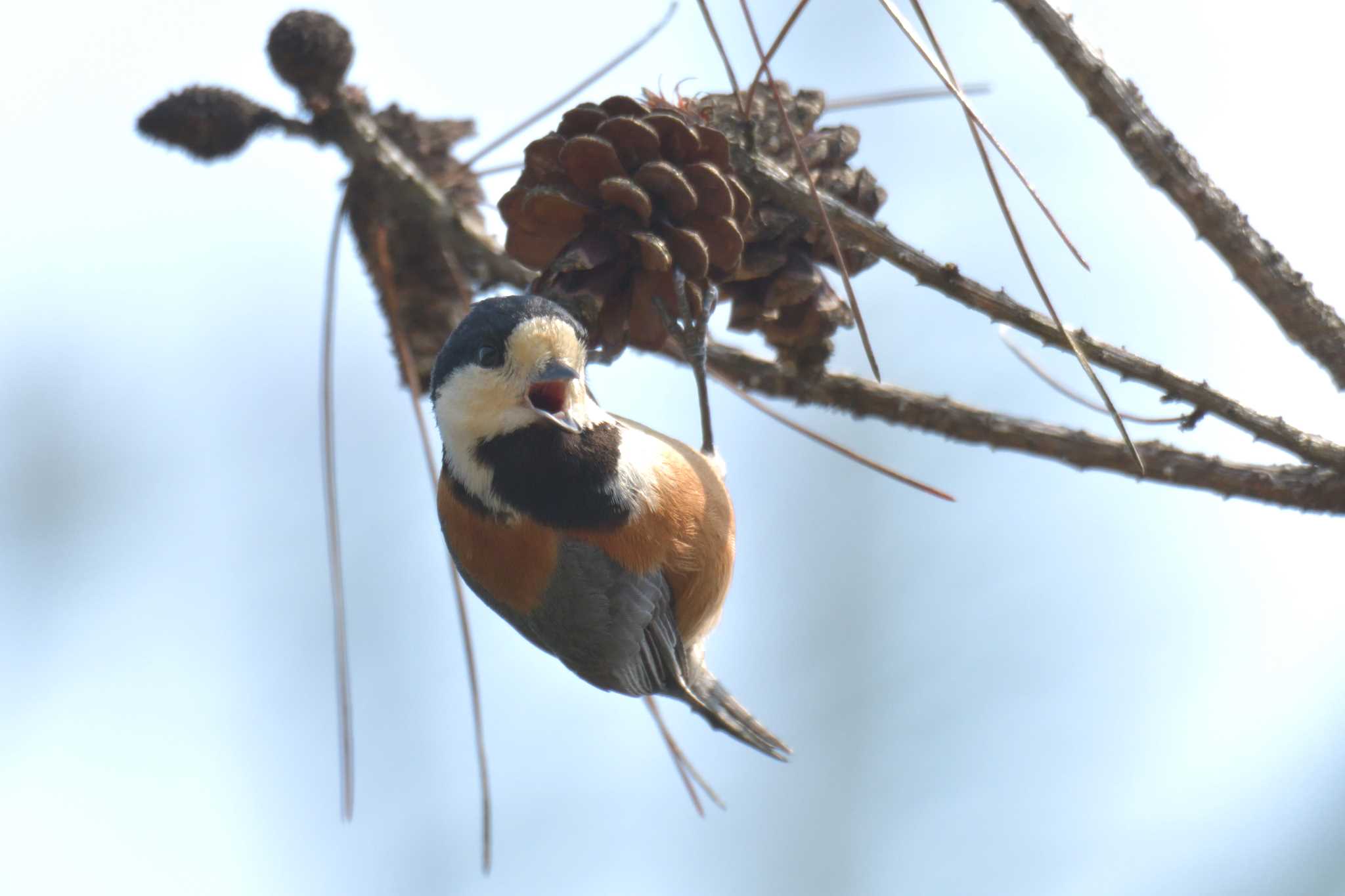 三重県上野森林公園 ヤマガラの写真 by masatsubo