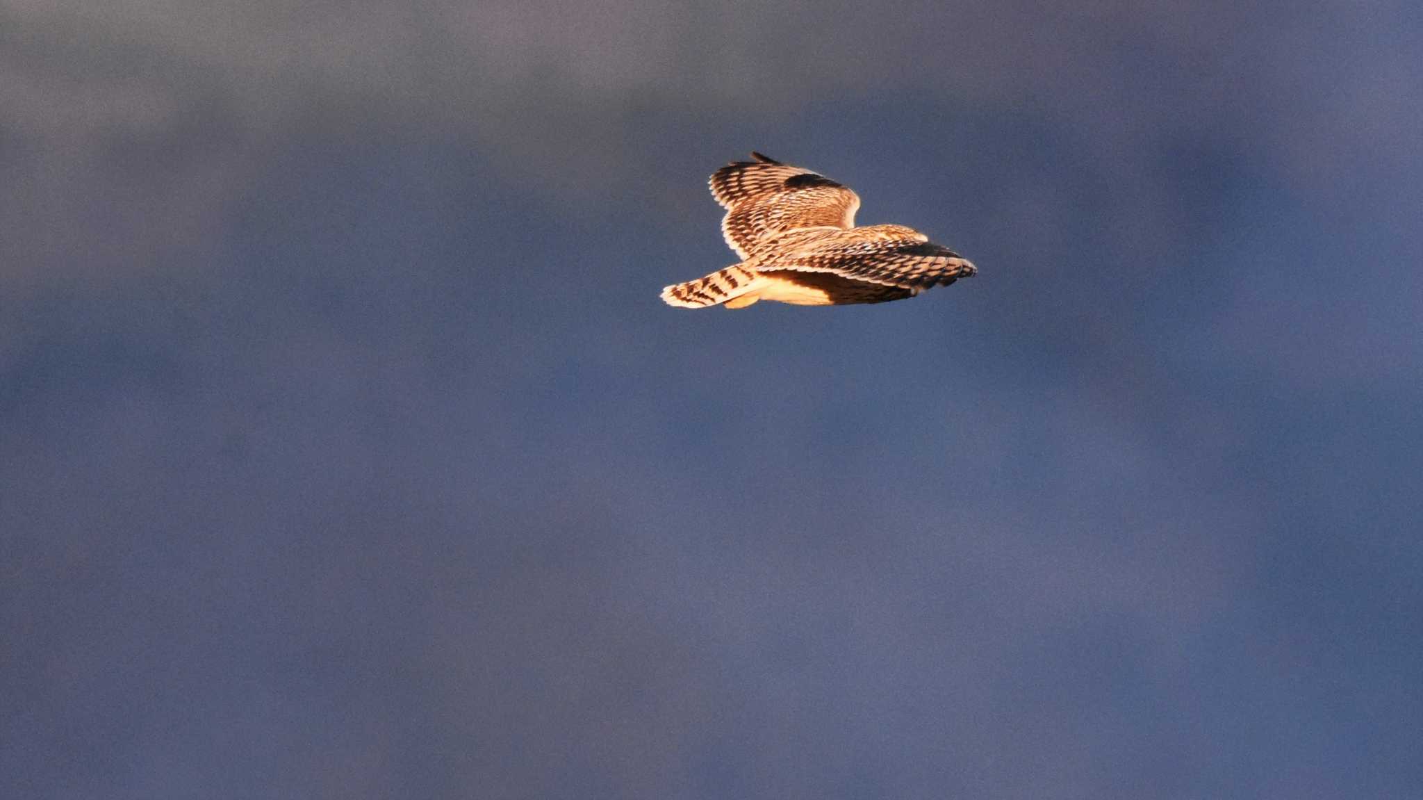 南牧村 コミミズクの写真 by ao1000