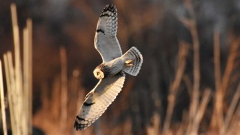 2023年1月7日(土) 南牧村の野鳥観察記録