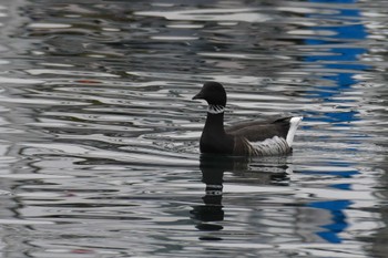 Brant Goose 志津川湾 Fri, 12/30/2022