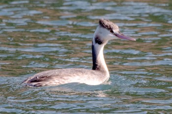 Great Crested Grebe 遠州灘海浜公園 Thu, 1/5/2023
