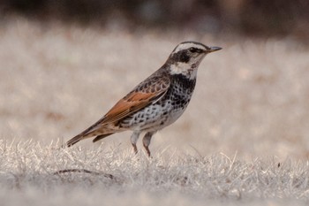 Dusky Thrush 遠州灘海浜公園 Thu, 1/5/2023