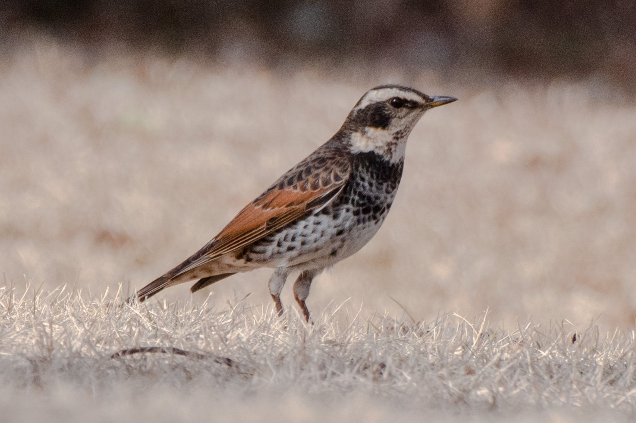 Photo of Dusky Thrush at 遠州灘海浜公園 by はる