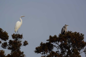 2023年1月7日(土) 海蔵川の野鳥観察記録