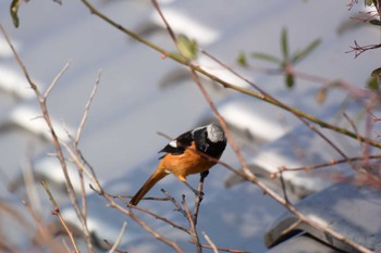 2023年1月7日(土) 三重県四日市市の野鳥観察記録