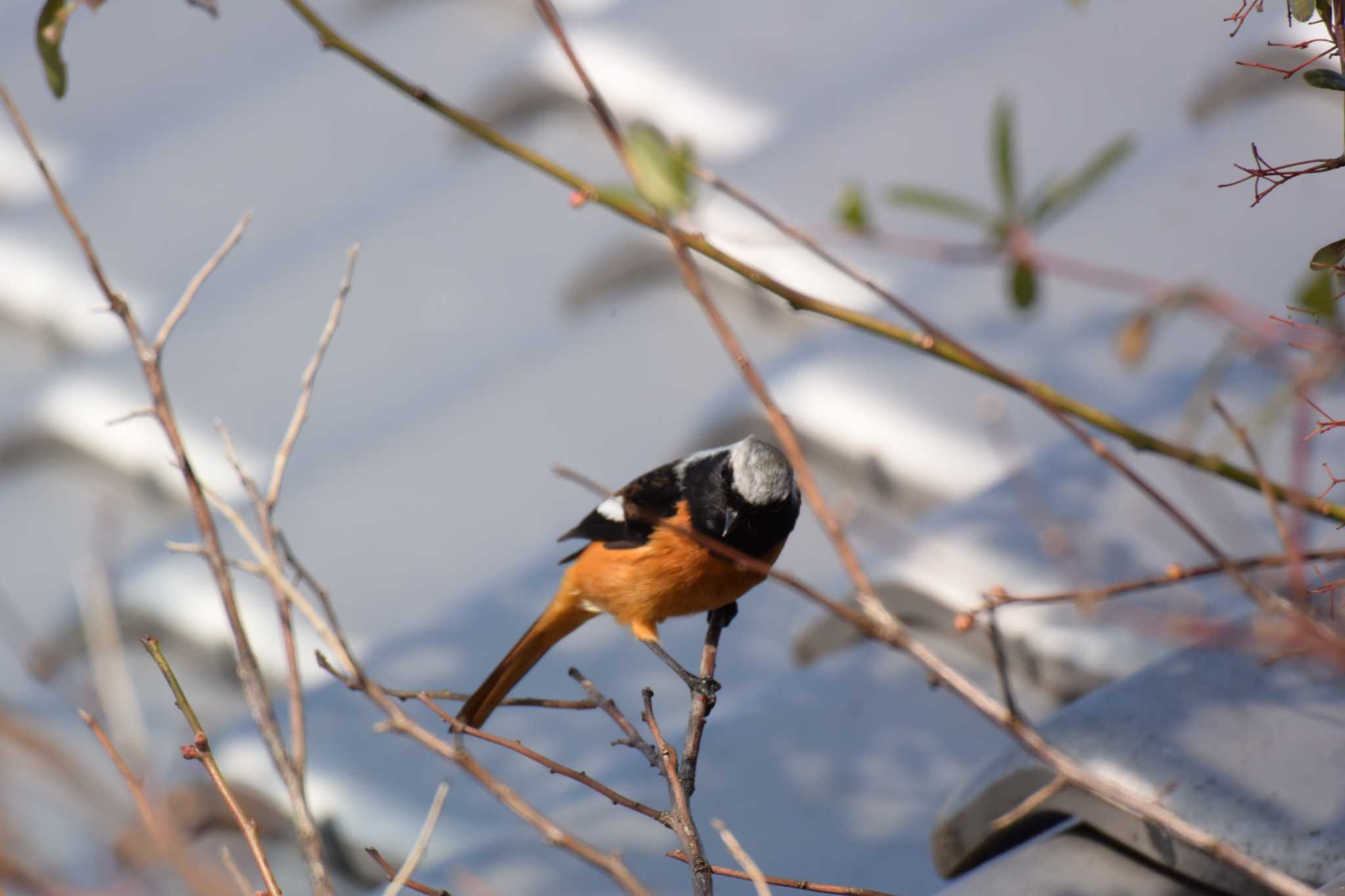 Daurian Redstart