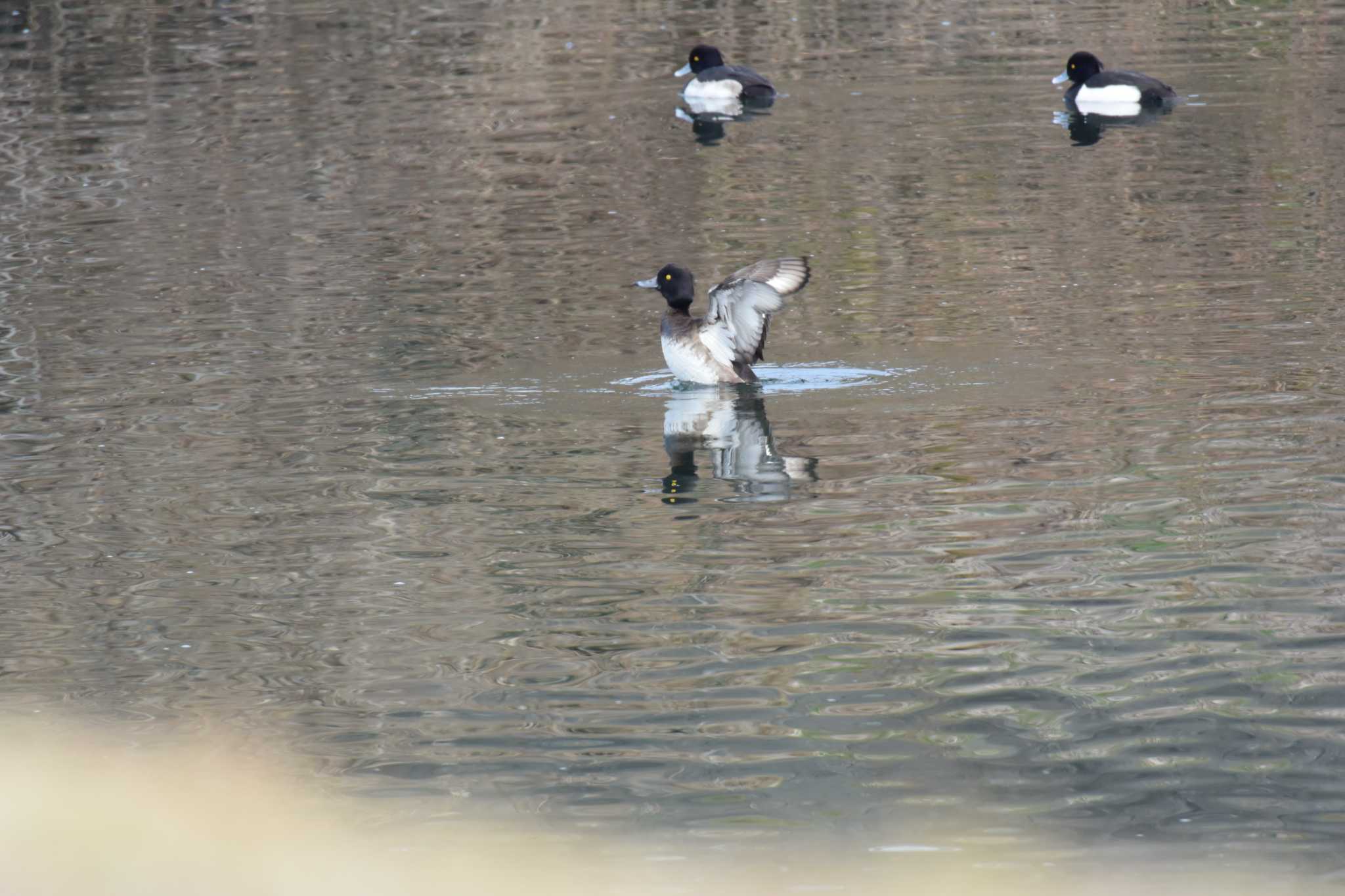 Photo of Tufted Duck at 海蔵川 by sword-fish8240