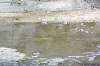 クサシギ 海蔵川 2023年1月7日(土)