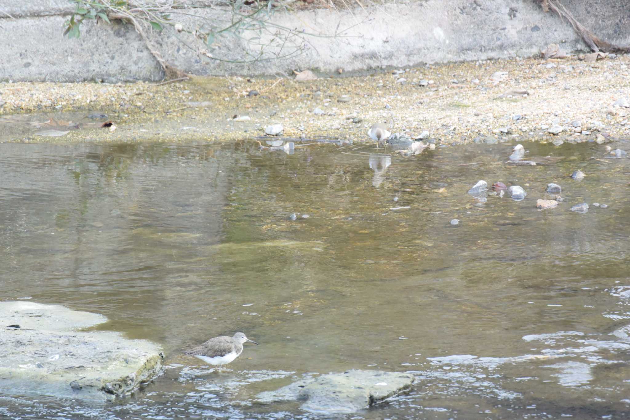 Photo of Green Sandpiper at 海蔵川 by sword-fish8240