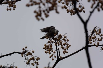 White-cheeked Starling 三重県四日市市 Sat, 1/7/2023