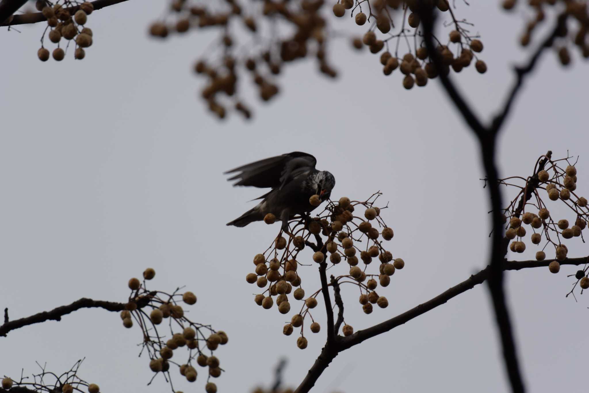 Photo of White-cheeked Starling at 三重県四日市市 by sword-fish8240