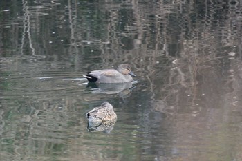 オカヨシガモ 海蔵川 2023年1月7日(土)