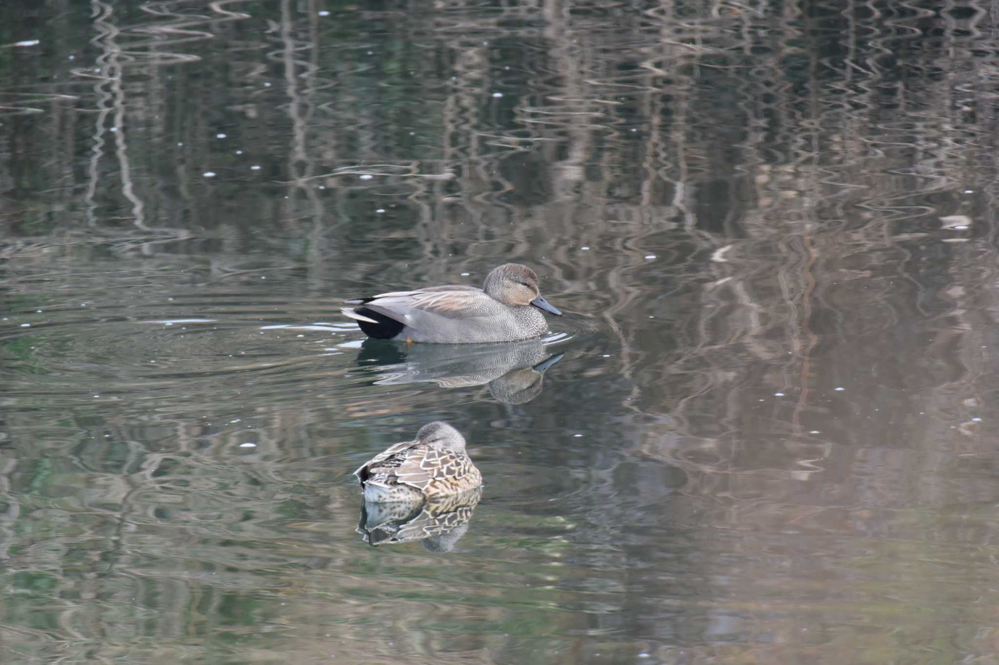 Photo of Gadwall at 海蔵川 by sword-fish8240