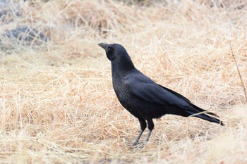 Carrion Crow 三重県四日市市 Sat, 1/7/2023