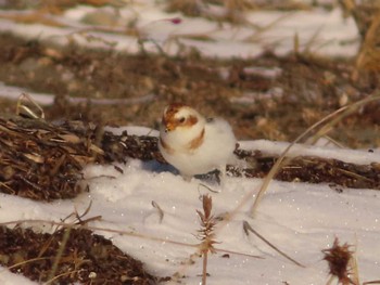 Sat, 1/7/2023 Birding report at Notsuke Peninsula