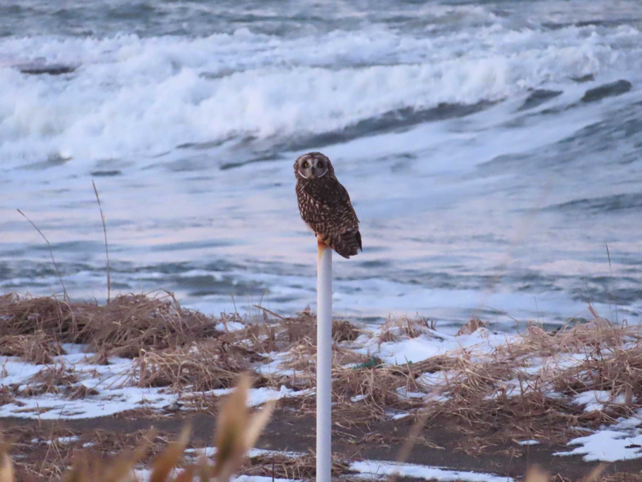 野付半島 コミミズクの写真