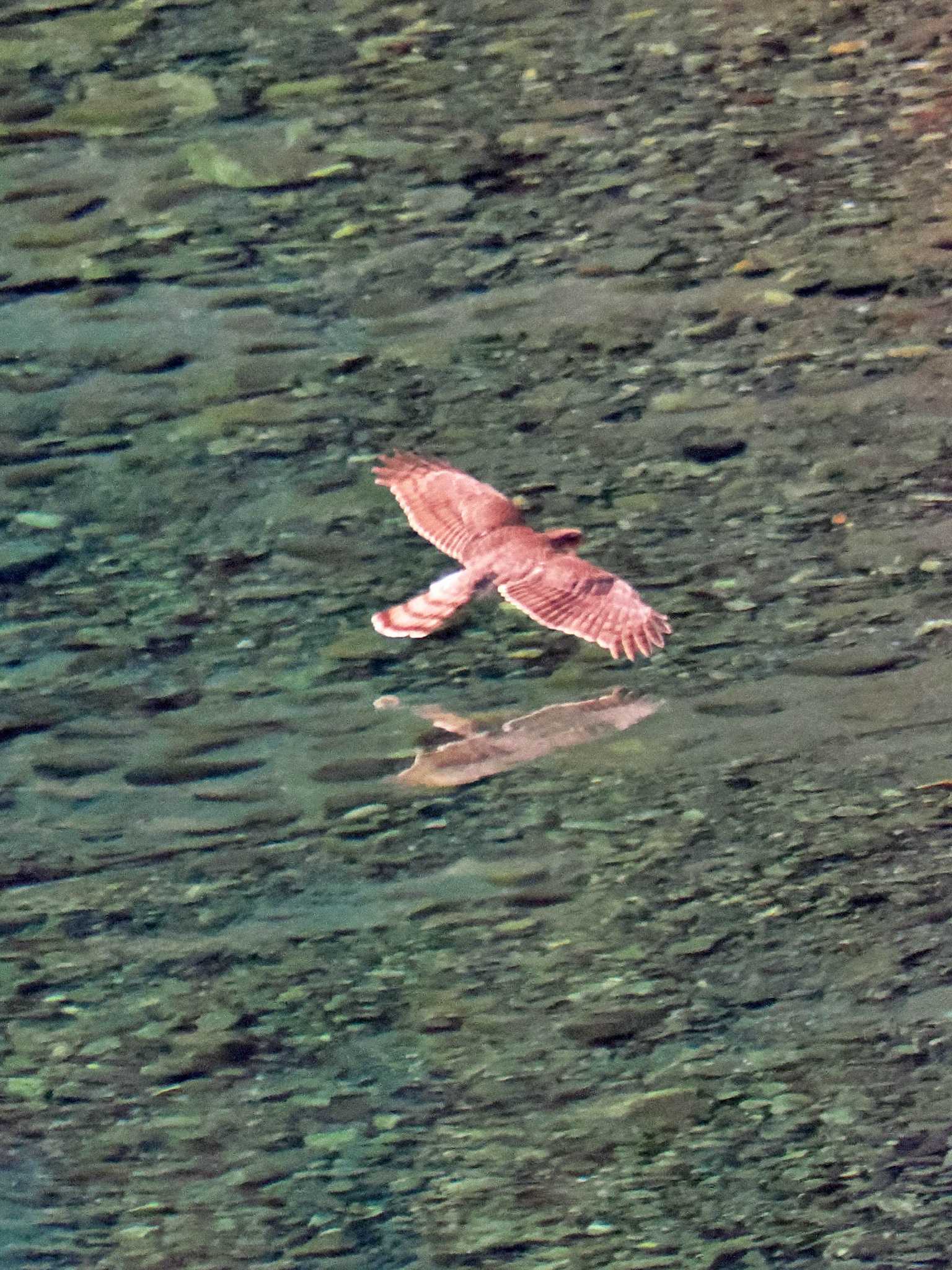 丹沢湖・世附川 ハイタカの写真