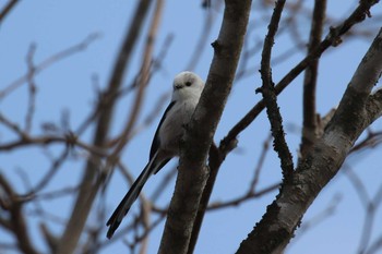 シマエナガ 大沼公園(北海道七飯町) 2018年3月25日(日)