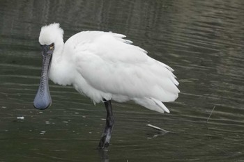 2022年12月31日(土) 与根の三角池(2回目)の野鳥観察記録