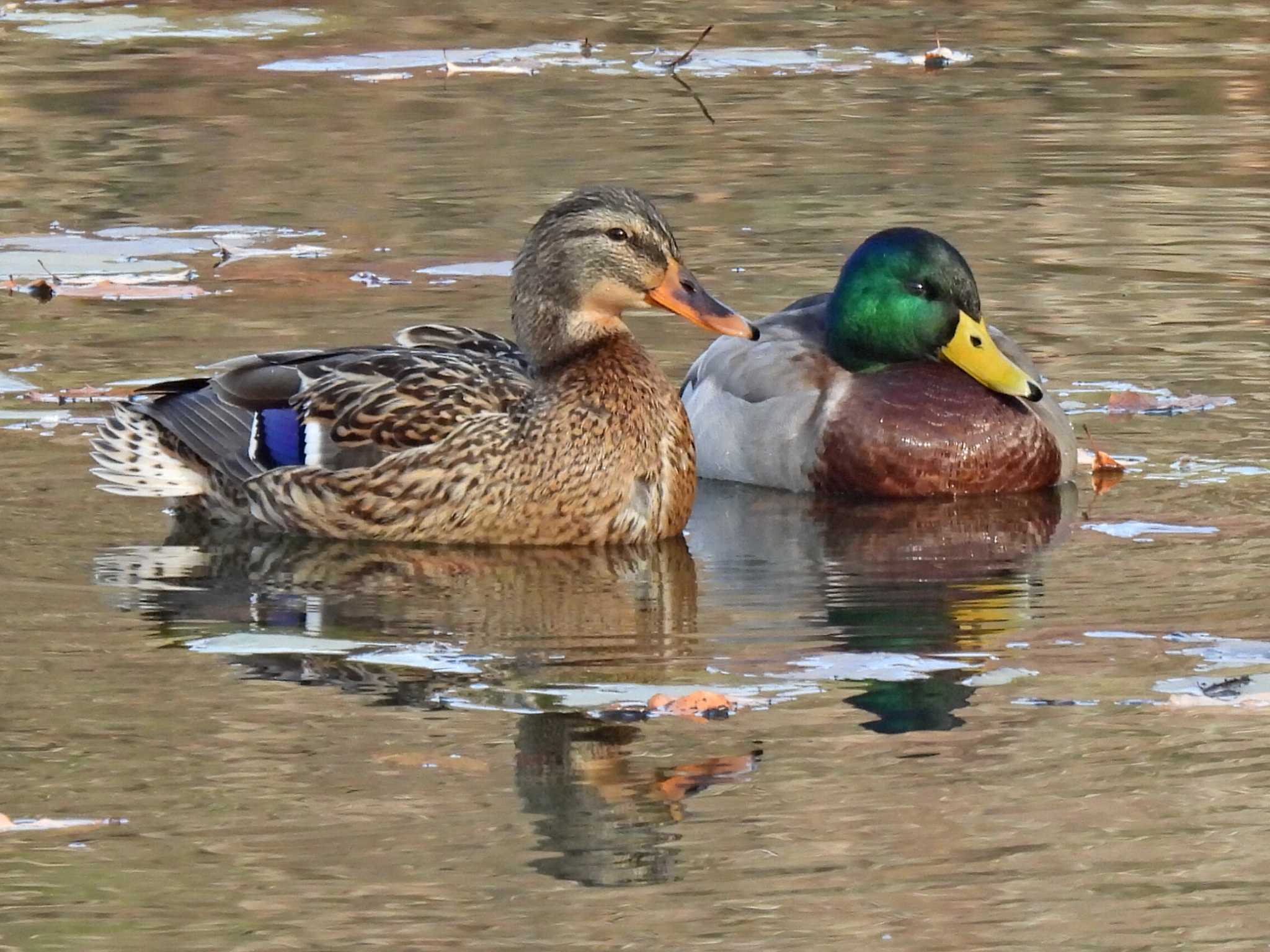 汚池 マガモの写真