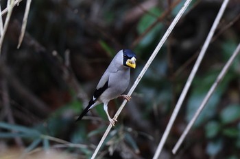 2023年1月7日(土) こども自然公園 (大池公園/横浜市)の野鳥観察記録