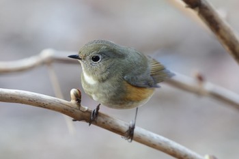 ルリビタキ こども自然公園 (大池公園/横浜市) 2023年1月7日(土)