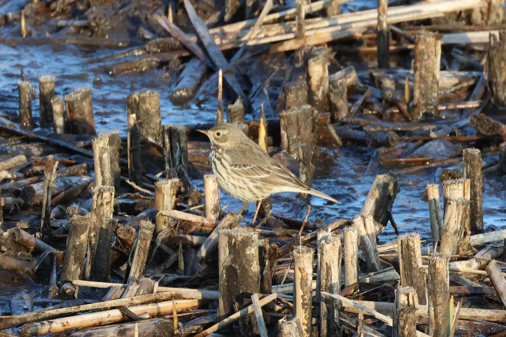 Water Pipit