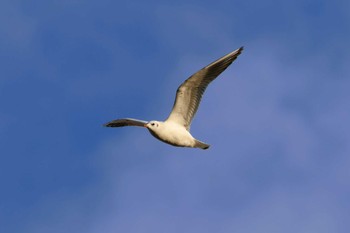 2023年1月7日(土) 金井遊水地(金井遊水池)の野鳥観察記録