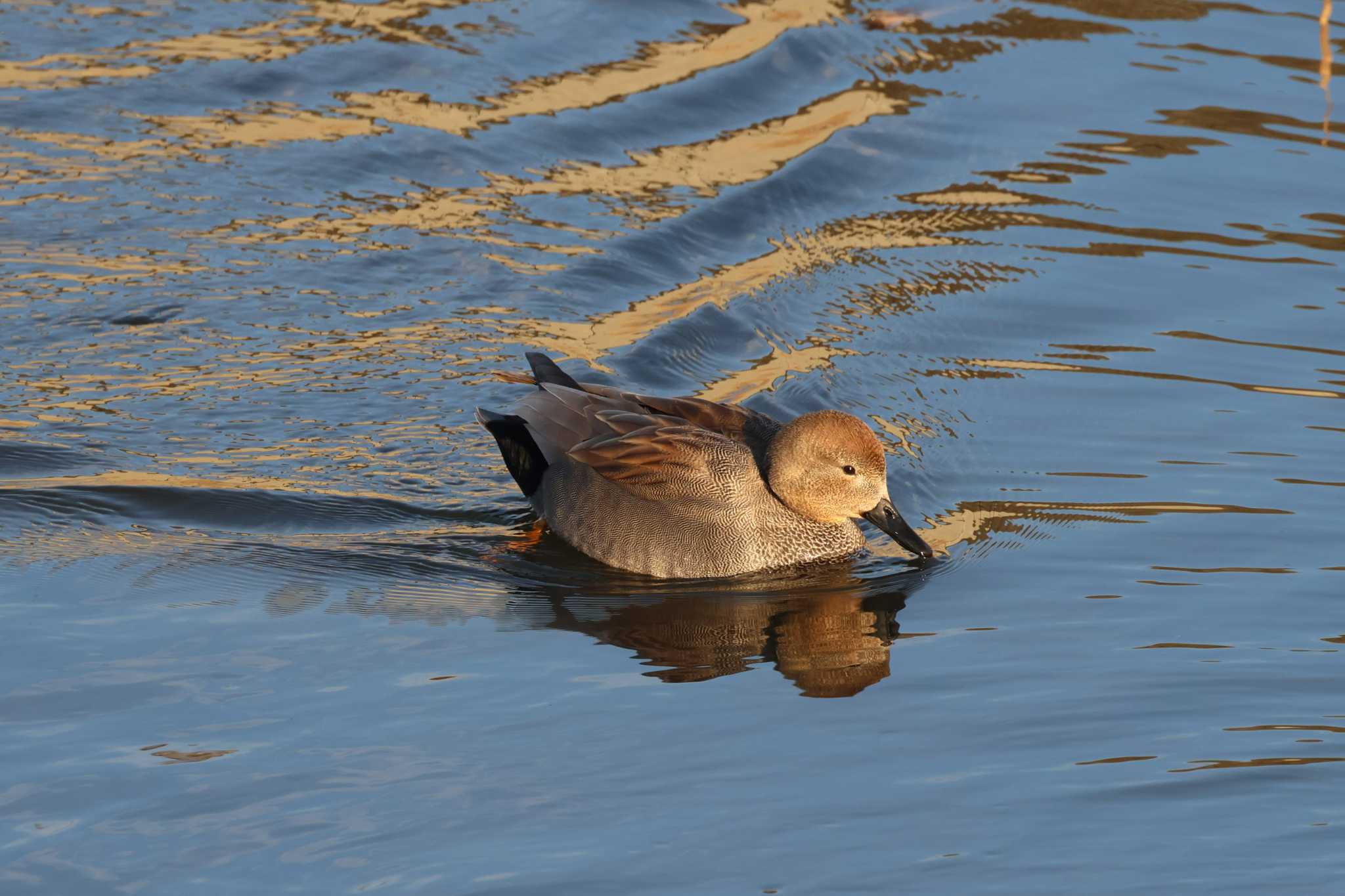 Gadwall