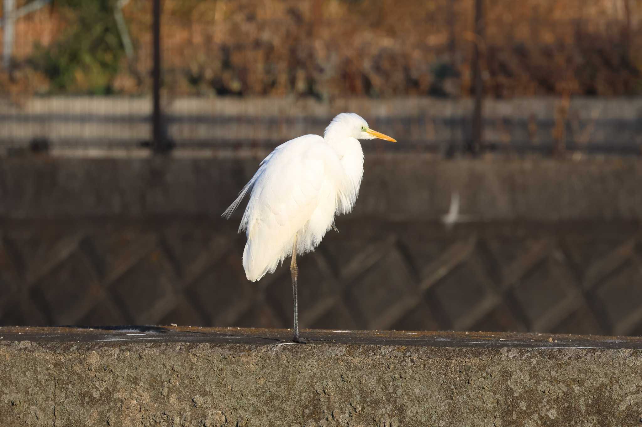 Great Egret