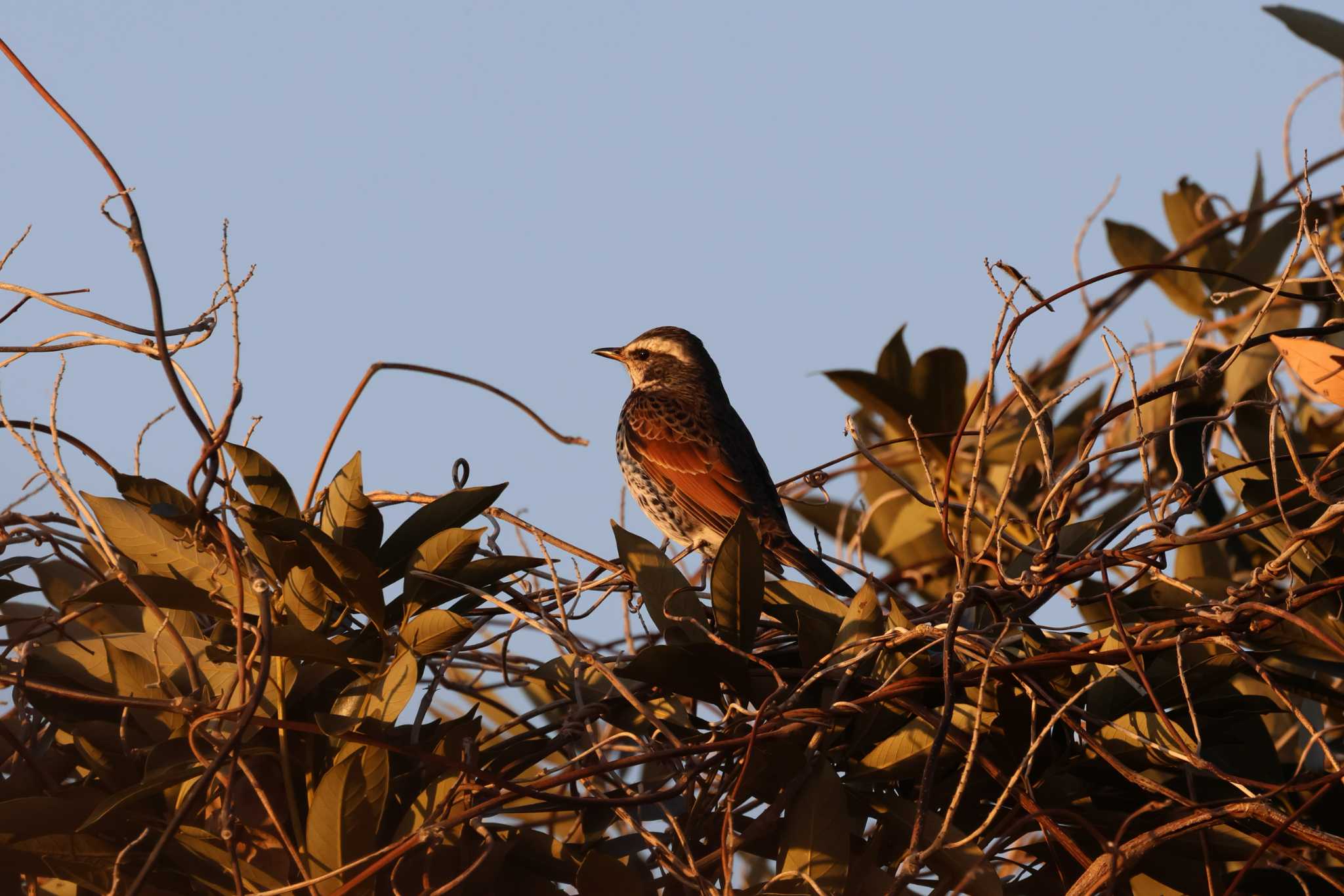 Dusky Thrush